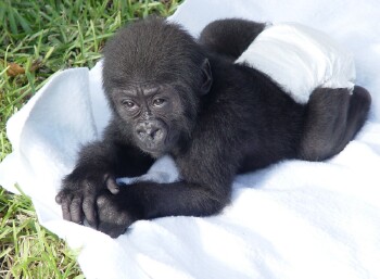 Bangori Baby Western Lowland Gorilla